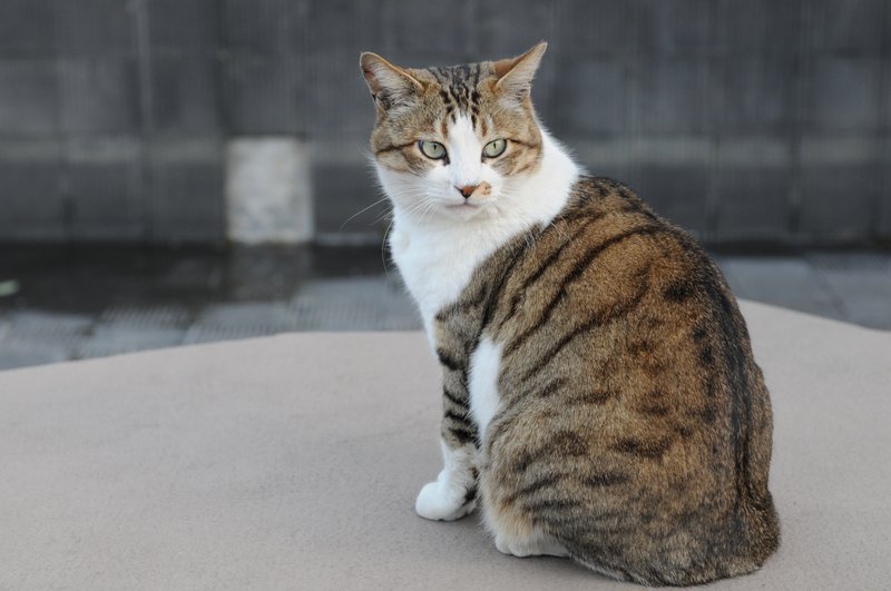 棕白花猫 · 3 张照片 — original